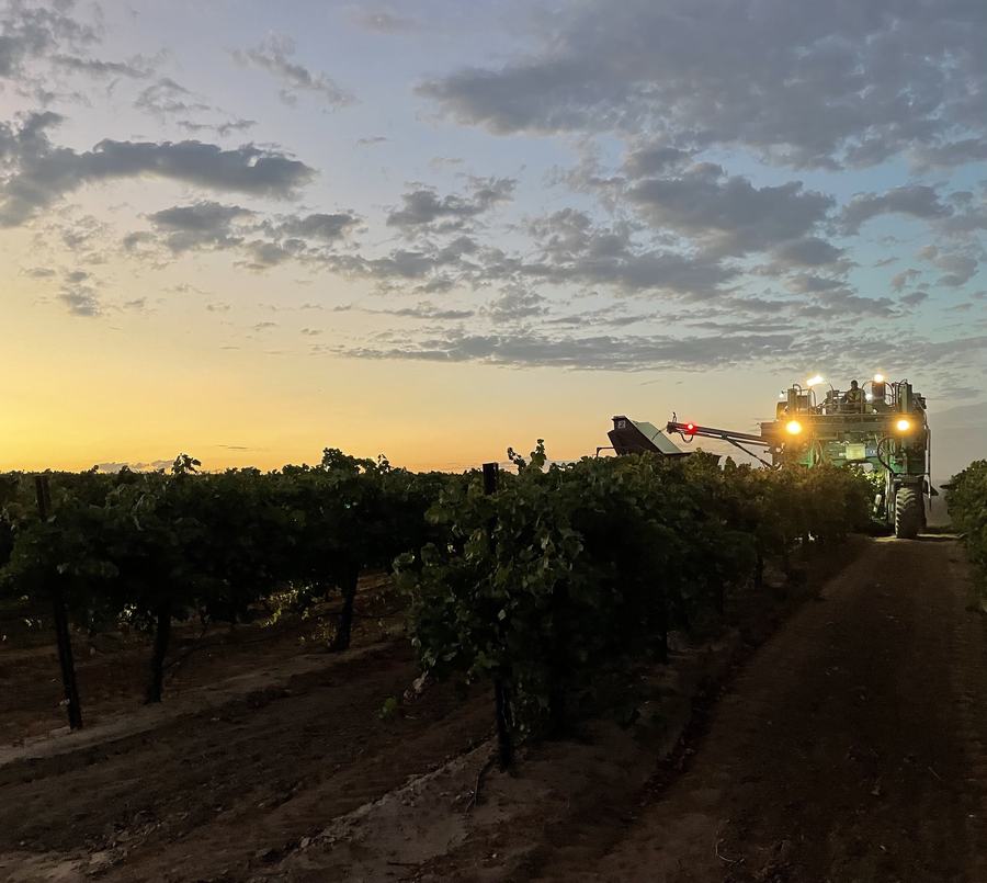 Wine grape harvester working a vineyard row at dusk
