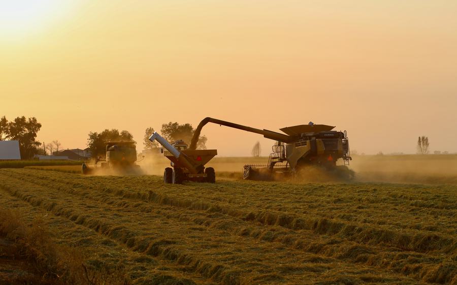 Rice harvest at golden hour, combine and grain cart working a field
