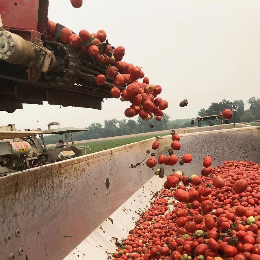 Processing tomatoes pouring into a harvester bin
